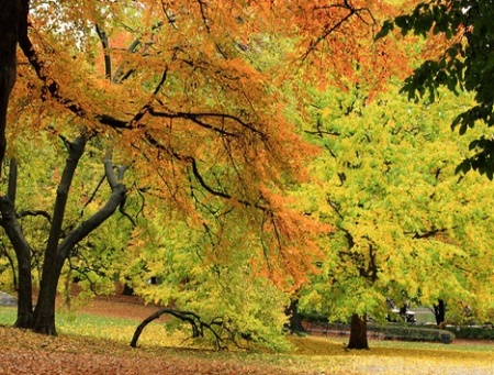 fall-foliage-central-park